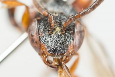  Nomada argentata Herrich-Schäffer, 1839