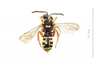  Nomada flavopicta (Kirby, 1802)