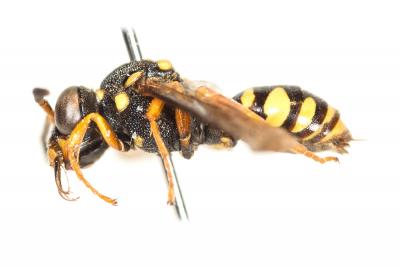  Nomada flavopicta (Kirby, 1802)