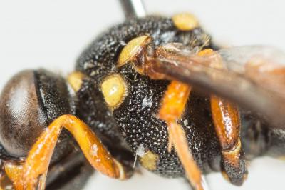  Nomada flavopicta (Kirby, 1802)