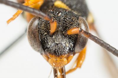  Nomada flavopicta (Kirby, 1802)
