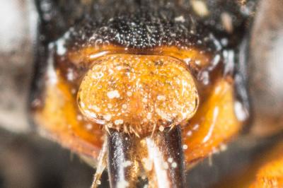  Nomada flavopicta (Kirby, 1802)