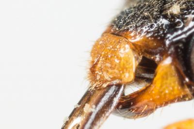  Nomada flavopicta (Kirby, 1802)