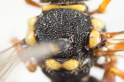  Nomada flavopicta (Kirby, 1802)