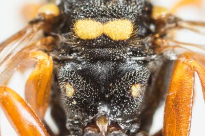  Nomada flavopicta (Kirby, 1802)
