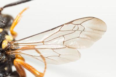  Nomada flavopicta (Kirby, 1802)
