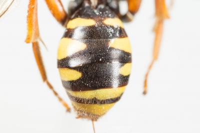  Nomada flavopicta (Kirby, 1802)