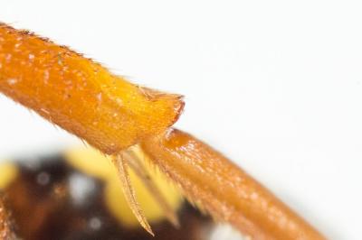  Nomada flavopicta (Kirby, 1802)
