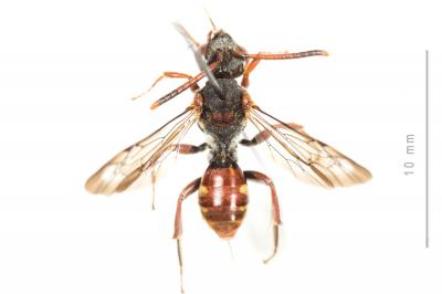  Nomada armata Herrich-Schäffer, 1839