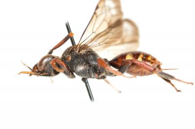  Nomada armata Herrich-Schäffer, 1839