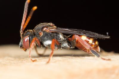  Nomada armata Herrich-Schäffer, 1839