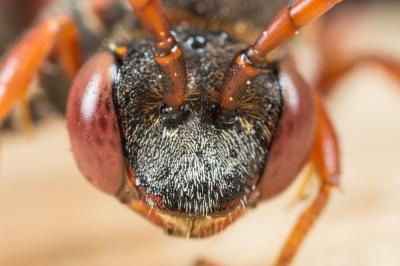  Nomada armata Herrich-Schäffer, 1839
