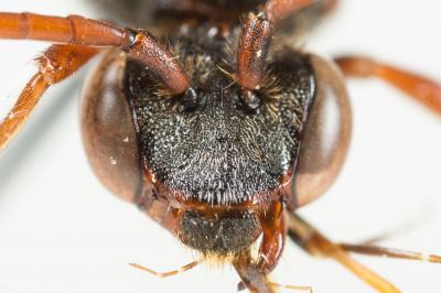  Nomada armata Herrich-Schäffer, 1839