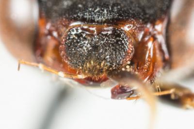  Nomada armata Herrich-Schäffer, 1839
