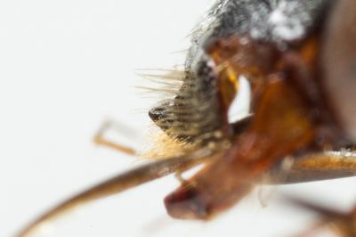  Nomada armata Herrich-Schäffer, 1839