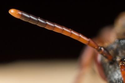  Nomada armata Herrich-Schäffer, 1839