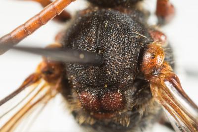  Nomada armata Herrich-Schäffer, 1839