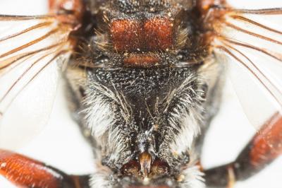  Nomada armata Herrich-Schäffer, 1839