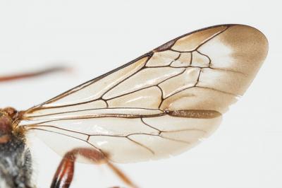  Nomada armata Herrich-Schäffer, 1839