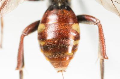  Nomada armata Herrich-Schäffer, 1839