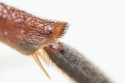  Nomada armata Herrich-Schäffer, 1839