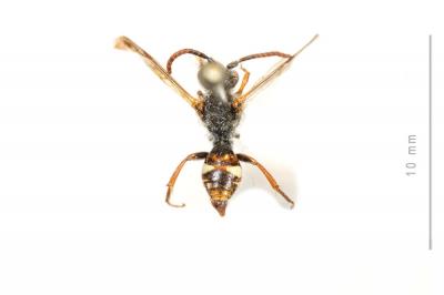  Nomada alboguttata Herrich-Schäffer, 1839