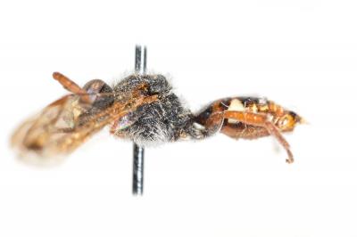  Nomada alboguttata Herrich-Schäffer, 1839