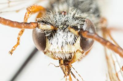  Nomada alboguttata Herrich-Schäffer, 1839
