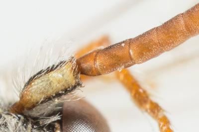  Nomada alboguttata Herrich-Schäffer, 1839