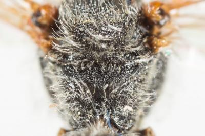  Nomada alboguttata Herrich-Schäffer, 1839