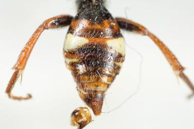  Nomada alboguttata Herrich-Schäffer, 1839
