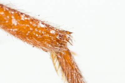  Nomada alboguttata Herrich-Schäffer, 1839