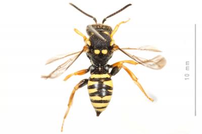  Nomada flavopicta (Kirby, 1802)