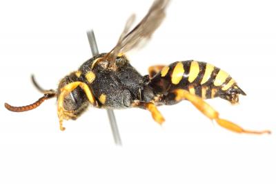  Nomada flavopicta (Kirby, 1802)