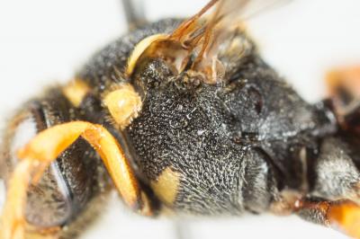  Nomada flavopicta (Kirby, 1802)