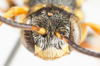 Nomada flavopicta (Kirby, 1802)