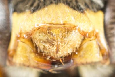  Nomada flavopicta (Kirby, 1802)