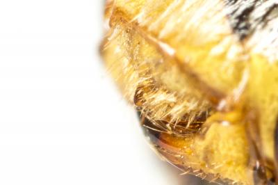  Nomada flavopicta (Kirby, 1802)