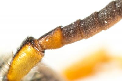  Nomada flavopicta (Kirby, 1802)