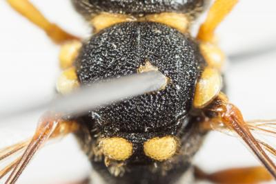  Nomada flavopicta (Kirby, 1802)