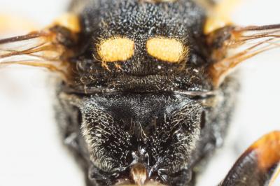  Nomada flavopicta (Kirby, 1802)