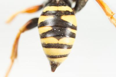  Nomada flavopicta (Kirby, 1802)