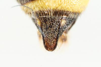  Nomada flavopicta (Kirby, 1802)