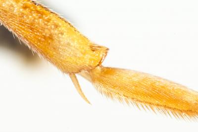  Nomada flavopicta (Kirby, 1802)