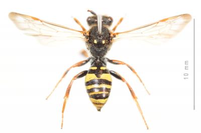 Nomada marshamella (Kirby, 1802)
