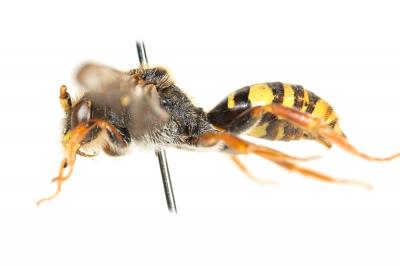  Nomada marshamella (Kirby, 1802)