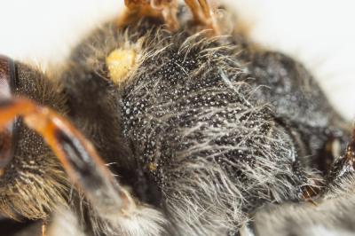  Nomada marshamella (Kirby, 1802)