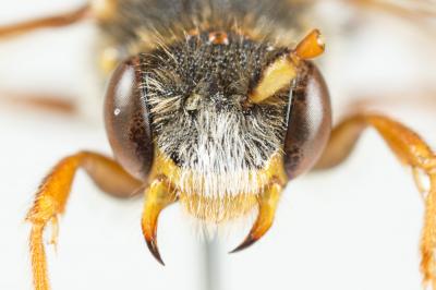  Nomada marshamella (Kirby, 1802)