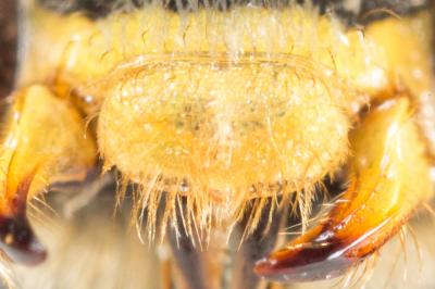  Nomada marshamella (Kirby, 1802)