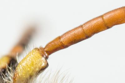  Nomada marshamella (Kirby, 1802)